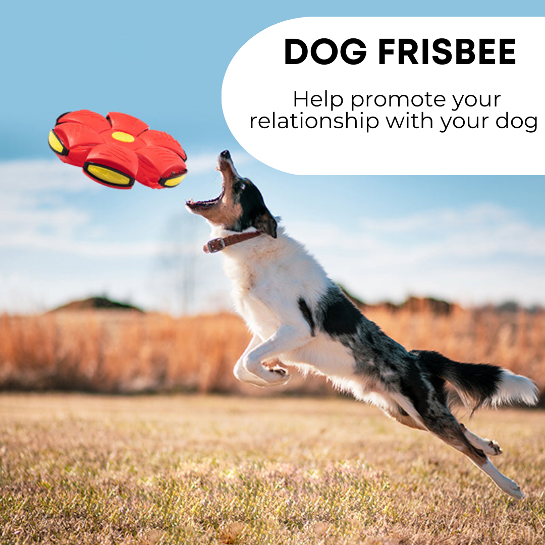 PetJiggle™ Dog Frisbee